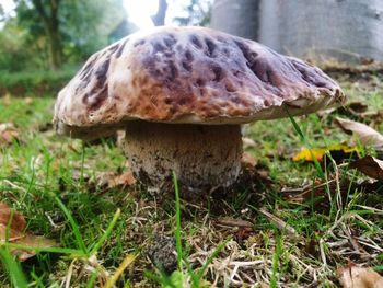 Close-up of mushroom in forest