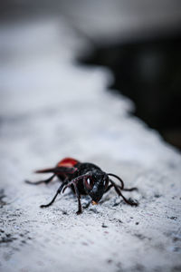 Close-up of spider