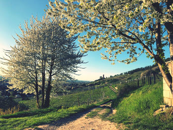 Scenic view of landscape against clear sky