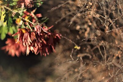 Close-up of wilted plant on field