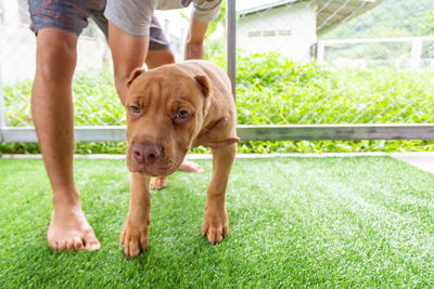 Low section of man with dog on field