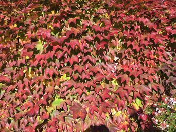 Full frame shot of maple leaves floating on plant during autumn