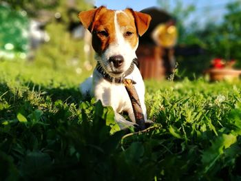 Portrait of dog on field