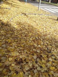 High angle view of leaves fallen on street during autumn