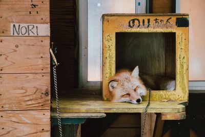 Cat lying on wooden door