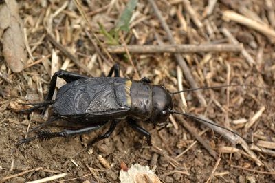 High angle view of insect on land