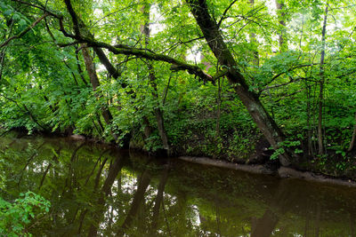 Reflection of trees in river