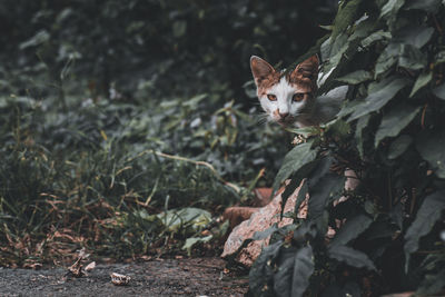 Street cat sneak peek through the grass