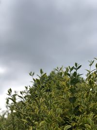 Low angle view of plant against sky