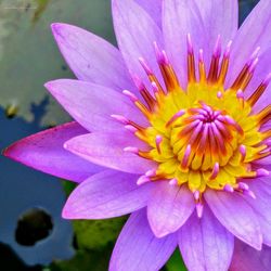 Close-up of pink flower