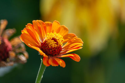 Close-up of orange flower