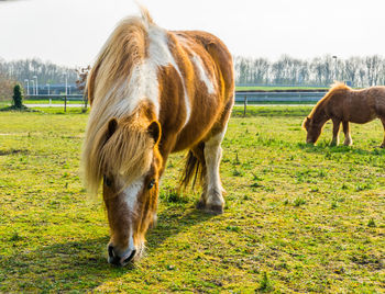 Horses grazing in field