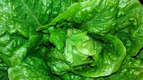 Full frame shot of fresh green leaf