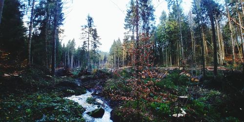 Panoramic shot of water flowing in forest