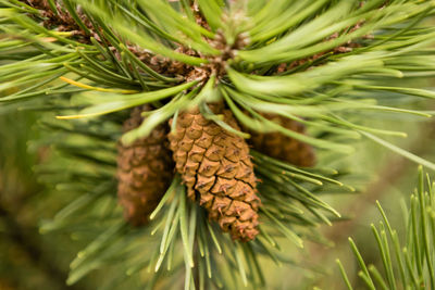 Close-up of pine cones on leaves