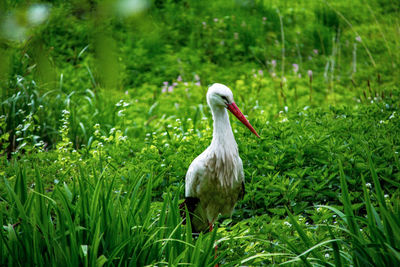 Bird perching on a field