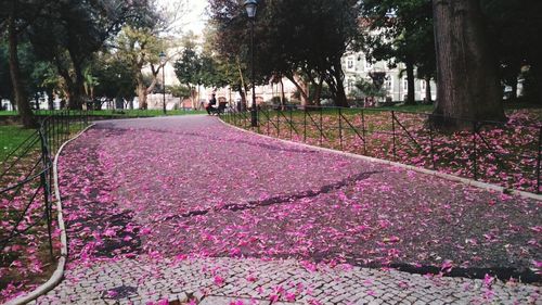 Purple flower plants against trees