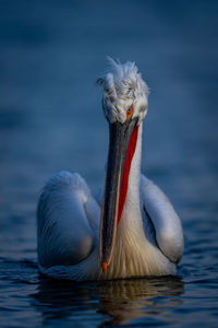 Close-up of pelican