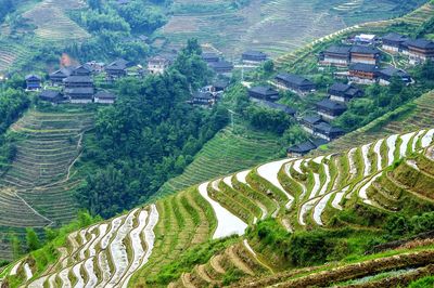 Aerial view of agricultural field in city