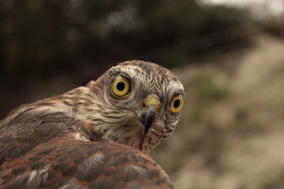 Close-up portrait of hawk