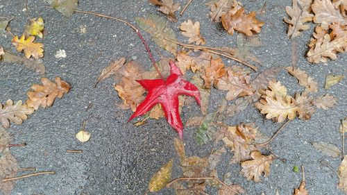 Close-up of maple leaves