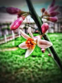 Close-up of plant against blurred background