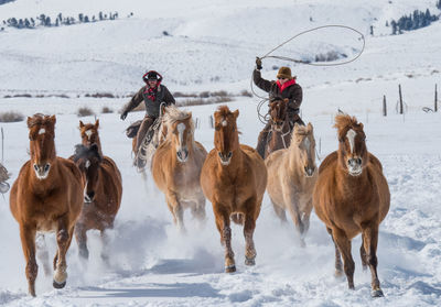 Horses on snow covered land