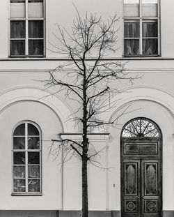 Tree against sky