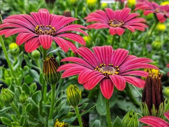 Close-up of pink flowering plants in park