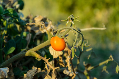 Close-up of fruit growing on plant