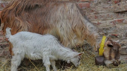 Goats on field