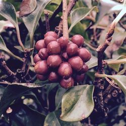 Close-up of cherries growing on tree