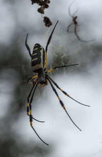 Close-up of spider on web