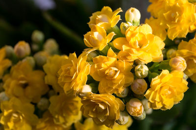 Close-up of yellow flowers