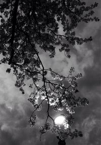 Low angle view of trees against sky