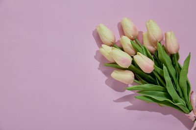 Close-up of pink tulip flower against white background