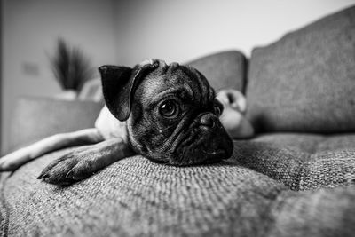 Portrait of dog relaxing on sofa at home