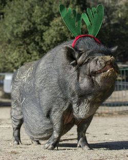 Pig wearing christmas headband in ranch