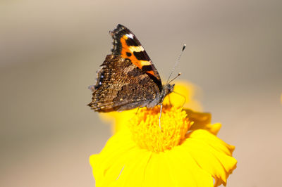 Close-up of butterfly pollinating on yellow flower