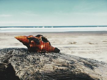 Driftwood on sand at beach against sky