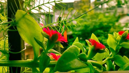 Close-up of red flowers