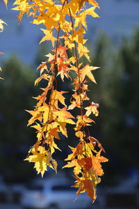 Close-up of maple leaves on branch