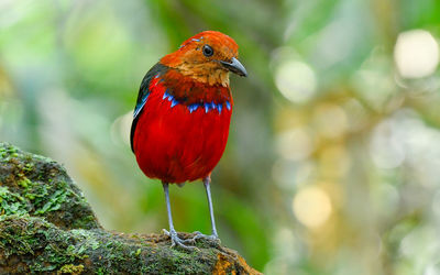 Close-up of a bird perching on a plant