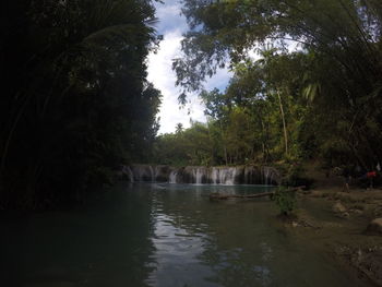 Scenic view of river amidst trees in forest