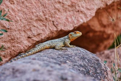 Close-up of lizard on rock