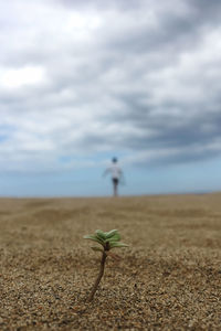 Plant growing on land against sky