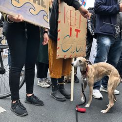 Low section of people with dog standing on street