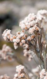 Close-up of white cherry blossom