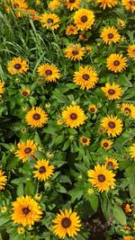 High angle view of yellow flower
