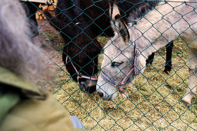 Barbed wire fence in zoo